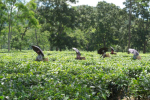 Tea pickers wear umbrellas to protect themselves from the glare of the sun_1